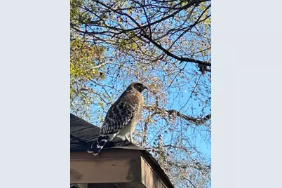 29627 Spring Forest Drive, Spring, TX 77386 - Photo 35