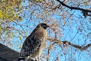 29627 Spring Forest Dr, Spring, TX 77386 - Photo 35