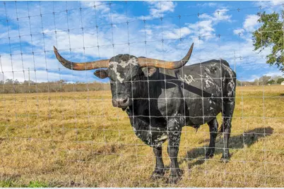 6111 Jacks Alley, Wallis, TX 77485 - Photo 47