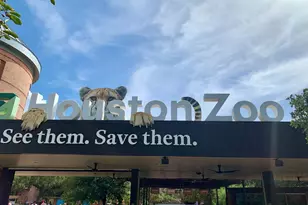 1205 Autrey St, Houston, TX 77006 - Photo 31