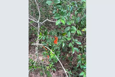 12147 Mustang Avenue, Willis, TX 77378 - Photo 3