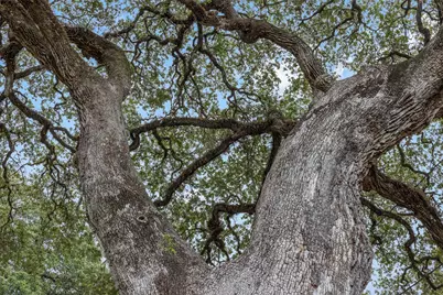 428 Preston Street, Columbus, TX 78934 - Photo 23