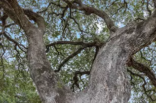 428 Preston St, Columbus, TX 78934 - Photo 23