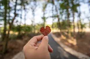 9624 Mount Brewer Ln, Porter, TX 77365 - Photo 17