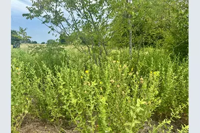 Tbd Fm 227 E, Grapeland, TX 75844 - Photo 9