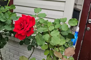 213 Linda St, Deer Park, TX 77536 - Photo 29