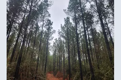 10633 Ruger Road, Willis, TX 77378 - Photo 5