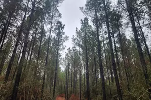 10633 Ruger Rd, Willis, TX 77378 - Photo 5