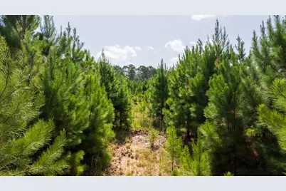 Tbd 1 Sandy Creed Rd, Zavalla, TX 75980 - Photo 5