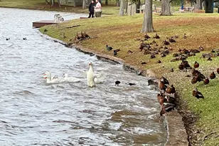 3331 Double Lake Dr, Missouri City, TX 77459 - Photo 31