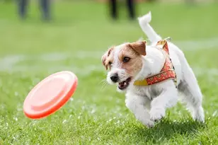 11718 Balvano Dr, Richmond, TX 77406 - Photo 27