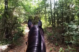 36003 Post Oak Cir, Magnolia, TX 77355 - Photo 39