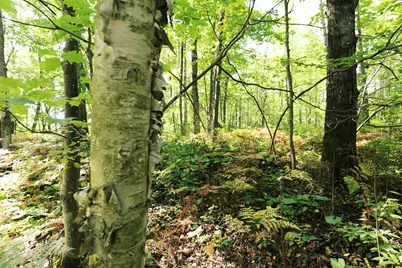 000 W 10th Ave, Washburn, WI 54891 - Photo 31