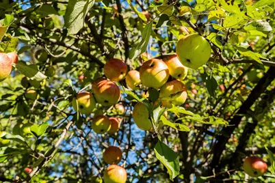 993 Scenic Dr, Two Harbors, MN 55616 - Photo 47