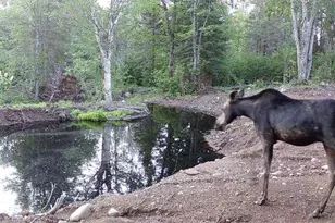 4571 Forest Rd 609, Finland, MN 55603 - Photo 25