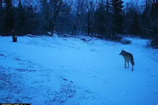 4571 Forest Rd 609, Finland, MN 55603 - Photo 29