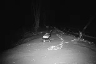 4571 Forest Rd 609, Finland, MN 55603 - Photo 33