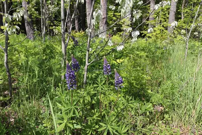 Lots 19 & 38 Eagle Run, Bayfield, WI 54814 - Photo 23