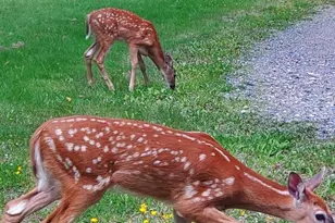 13462 Villa Rd, Ely, MN 55731 - Photo 49