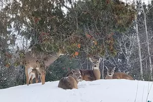 13462 Villa Rd, Ely, MN 55731 - Photo 45