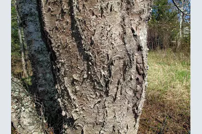Yyy Big Cedar Trl, Lutsen, MN 55612 - Photo 43