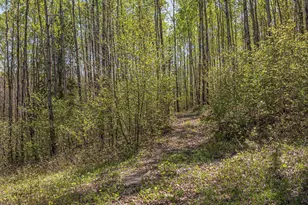 4304 Mud Creek Rd, Ely, MN 55731 - Photo 83