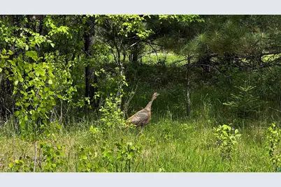 Tbd Hwy 169, Virginia, MN 55792 - Photo 11