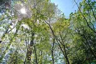 54 Caps Trail, Lutsen, MN 55612 - Photo 47