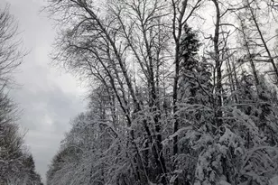 40 Acres On Witte Rd, Butternut, WI 54514 - Photo 1