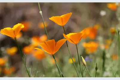 0 Blacks Creek Road, Coulterville, CA 95311 - Photo 47