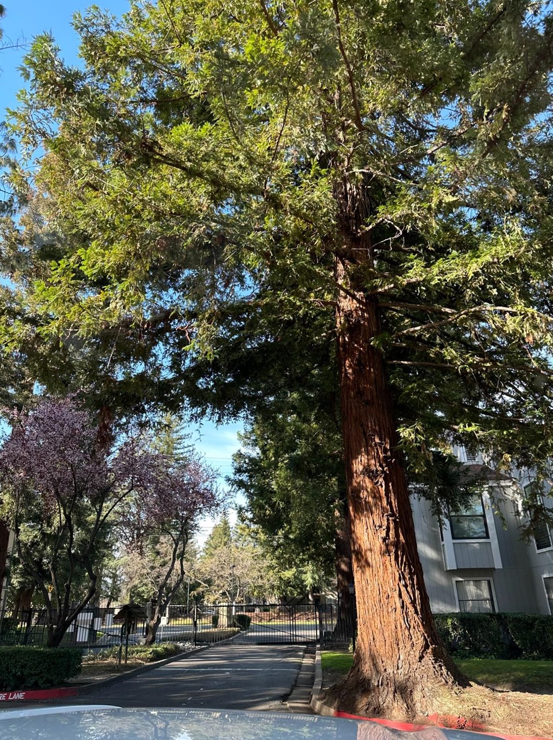 100 Del Verde Cir, Sacramento CA  95833-3000 exterior