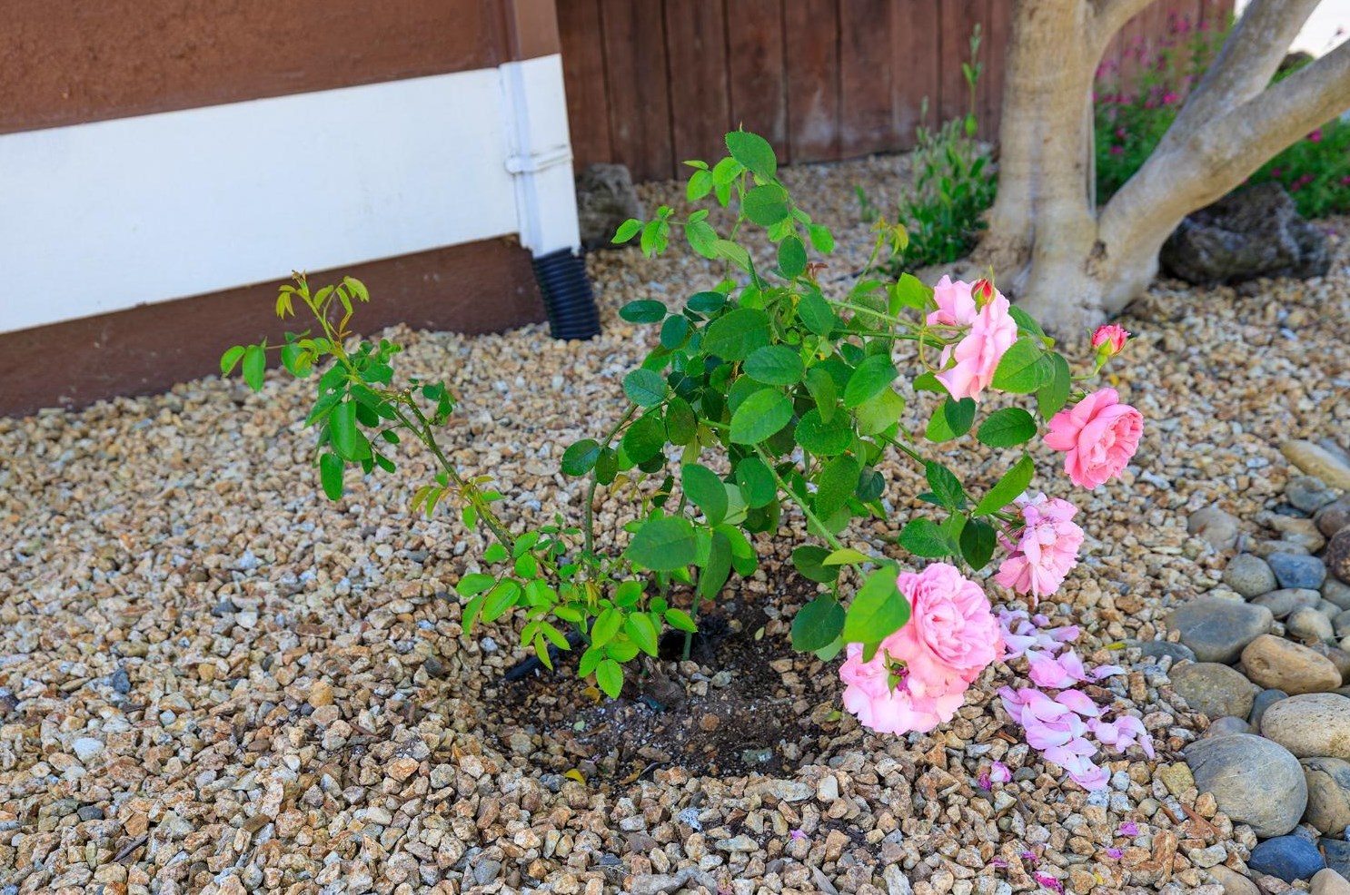 1103 Riv Blf Dr, Valley Home CA 95361-2657 exterior