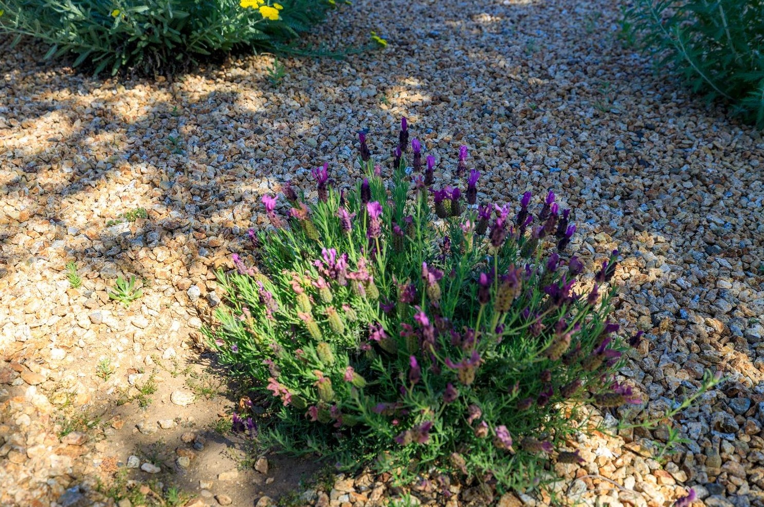 1103 Riv Blf Dr, Valley Home CA 95361-2657 exterior