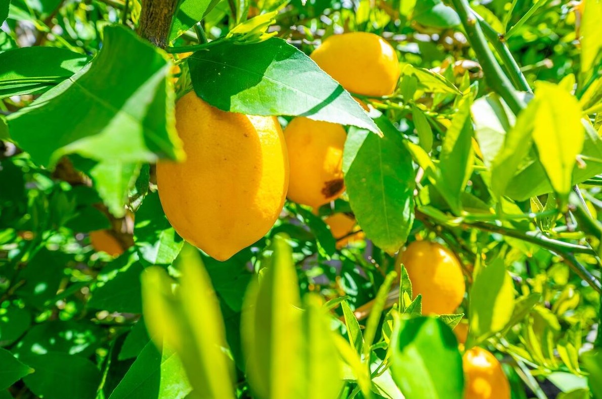 5001 Southside Rnch Rd, Rocklin CA  95677-0044 exterior