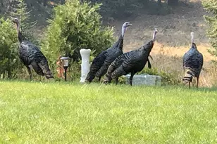 5110 Sly Park Rd, Pollock Pines, CA 95726 - Photo 57