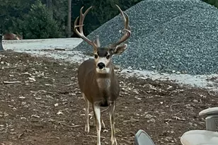 5110 Sly Park Rd, Pollock Pines, CA 95726 - Photo 47