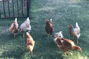 5110 Sly Park Rd, Pollock Pines, CA 95726 - Photo 65