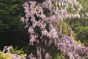 5403 Blackhawk Dr, Danville, CA 94506 - Photo 39