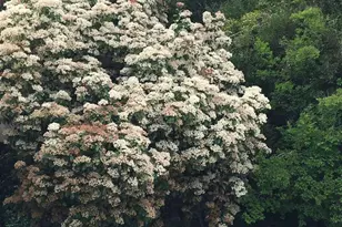 5403 Blackhawk Dr, Danville, CA 94506 - Photo 41