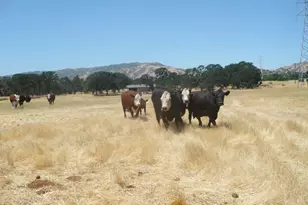 0 Cr 87, Winters, CA 95694 - Photo 3