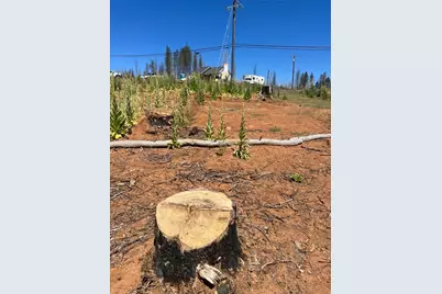 10130 Grizzly Flat Road, Grizzly Flats, CA 95636 - Photo 11