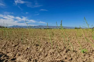 26545 Co Rd 21A, Esparto, CA 95627 - Photo 7