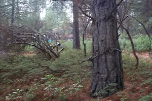 20550 Grizzly Creek Rd, North San Juan, CA 95959 - Photo 15