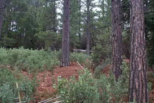 20550 Grizzly Creek Rd, North San Juan, CA 95959 - Photo 11