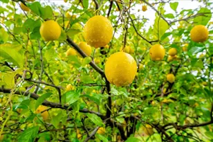 4130 Puzzlewood Ln, Auburn, CA 95602 - Photo 47