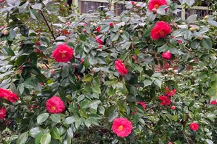 634 Alta Powerhouse Rd, Alta, CA 95701 - Photo 9