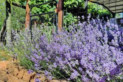 11625 Tyler Foote Road, Nevada City, CA 95959 - Photo 89