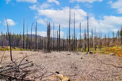 10020 Grizzly Flat Road, Grizzly Flats, CA 95636 - Photo 5