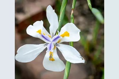 12065 Waxwing Court, Penn Valley, CA 95946 - Photo 35