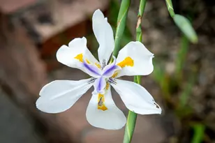 12065 Waxwing Ct, Penn Valley, CA 95946 - Photo 35